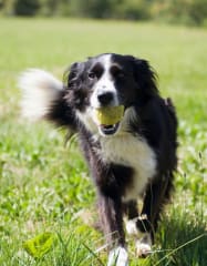 Control your dog's Osteoarthritis (OA) pain with Librela